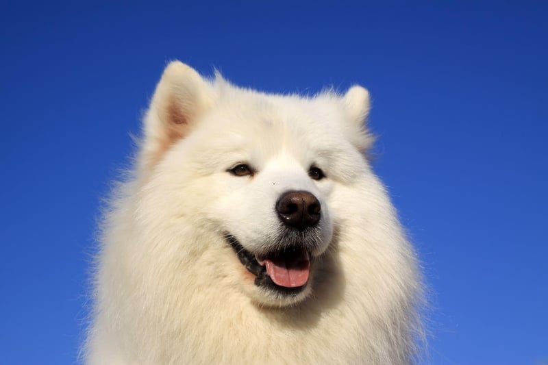 The Samoyed is a breed traditionally used in Siberia to herd animals. Rare in the UK, they have a deep love of human companionship and excitably greet strangers into their home - making for very poor guard dogs.