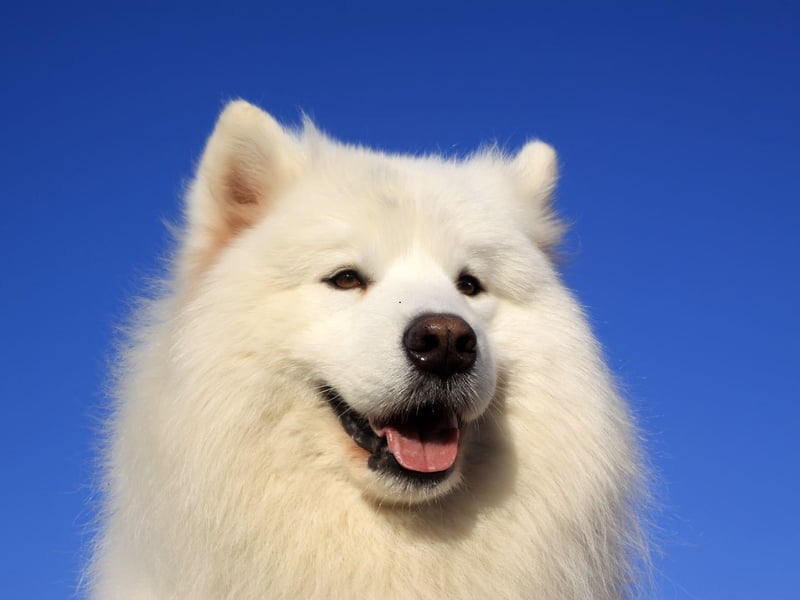 The Samoyed is a breed traditionally used in Siberia to herd animals. Rare in the UK, they have a deep love of human companionship and excitably greet strangers into their home - making for very poor guard dogs.