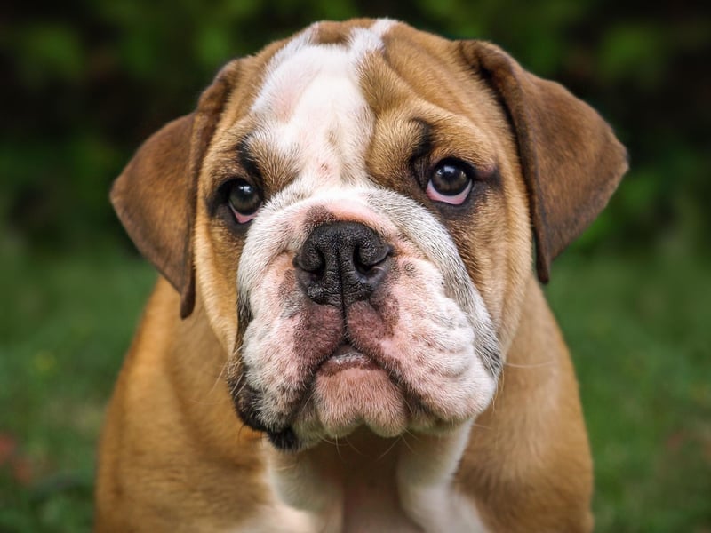 Both the English Bulldog and the smaller French Bulldog tend to be fairly peaceable breeds - they actually have very powerful jaws but are unlikely to use them for anything more harmful than chewing a favourite stick.