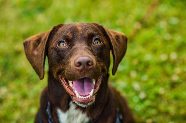 A very happy dog.