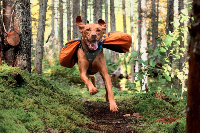 Starting with the dogs that will stick to you like glue, the Vizsla is the pooch that the term 'velcro dog' was invented for. Originally from Hungary, they will stick to their owner's side through thick and thin - from walking and swimming, to curling up on the couch for an evening nap.