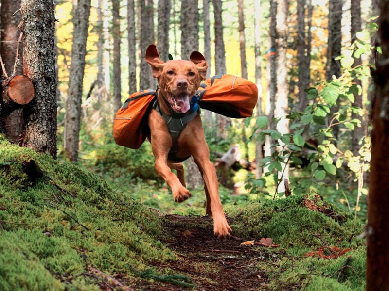 Starting with the dogs that will stick to you like glue, the Vizsla is the pooch that the term 'velcro dog' was invented for. Originally from Hungary, they will stick to their owner's side through thick and thin - from walking and swimming, to curling up on the couch for an evening nap.