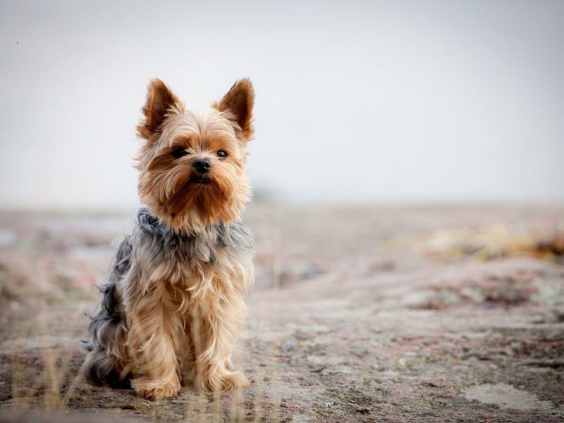 The tiny Yorkshire Terrier tends to live for between 14 to 17 years, significantly longer than their larger terrier cousins.