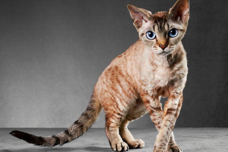 The unique Cornish Rex actually only possess hair on the underside of its body, making it one of the best cat breeds for those who require a pet that sheds less hair. The Cornish Rex has a unique fur which is different to other breeds.