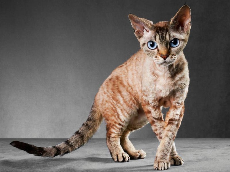 The unique Cornish Rex actually only possess hair on the underside of its body, making it one of the best cat breeds for those who require a pet that sheds less hair. The Cornish Rex has a unique fur which is different to other breeds.