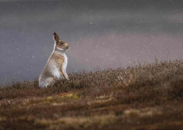 Thousands of mountain hares are shot because it is thought they may spread ticks that affect grouse, says Robbie Marsland (Picture: Phil Wilkinson)