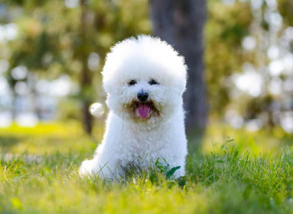 How much do you know about the very cute Bichon Frise?