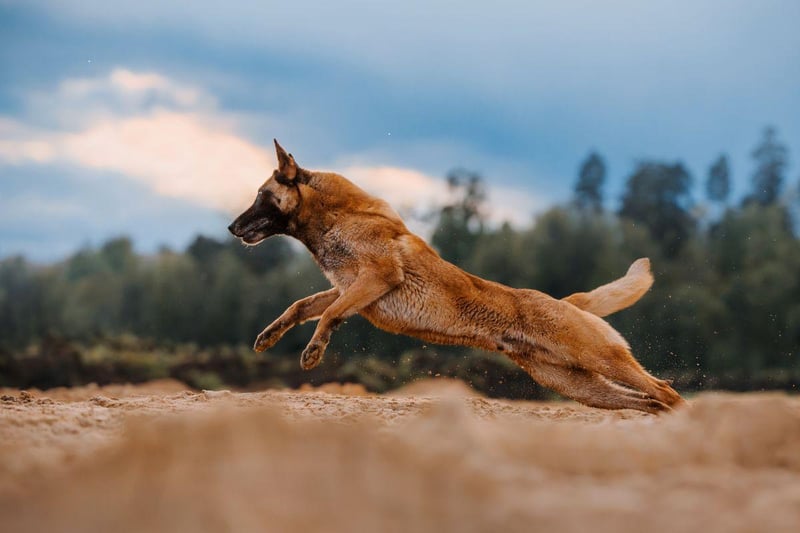 Also know as the Belgian Malinois, the Belgian Shepherd is another herding dog that is at their happiest running over fields. They need an absolute minimum of two hours of exercise a day to stay happy and healthy.
