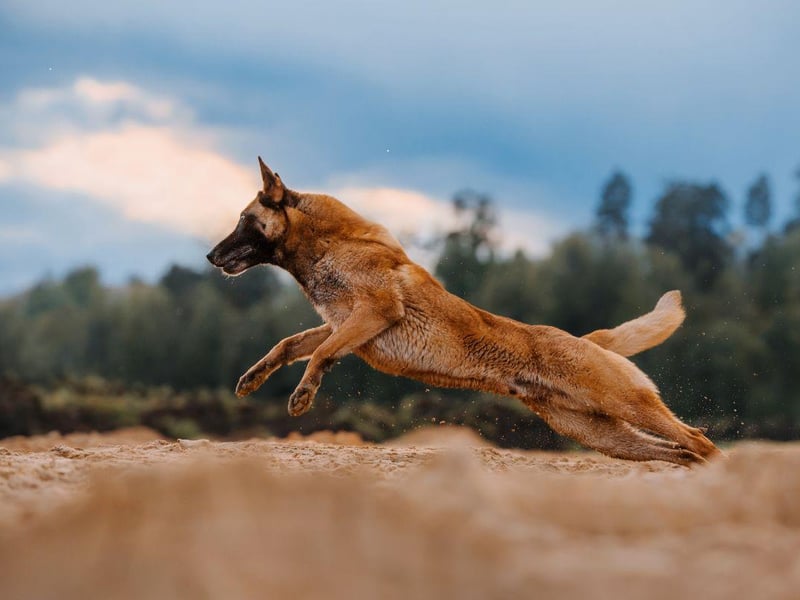 Also know as the Belgian Malinois, the Belgian Shepherd is another herding dog that is at their happiest running over fields. They need an absolute minimum of two hours of exercise a day to stay happy and healthy.