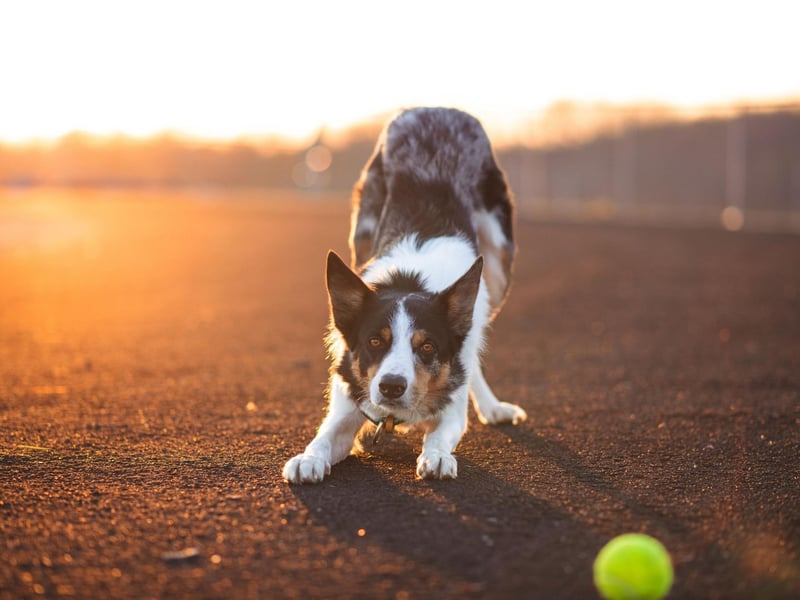 Luna is one of the most popular dog names in the world, and is also a favourite for Border Collies. It's a Latin name, meaning 'moon'.