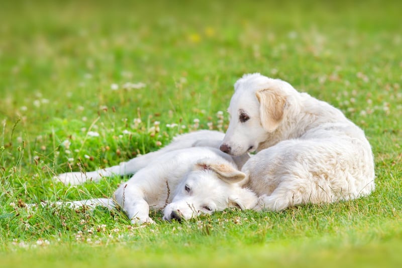 The Hungarian Kuvasz was trusted with being royal guard dogs in the past and the breed are often referred to in old Hungarian texts. There's less mention of them in the UK - with no registrations last year.