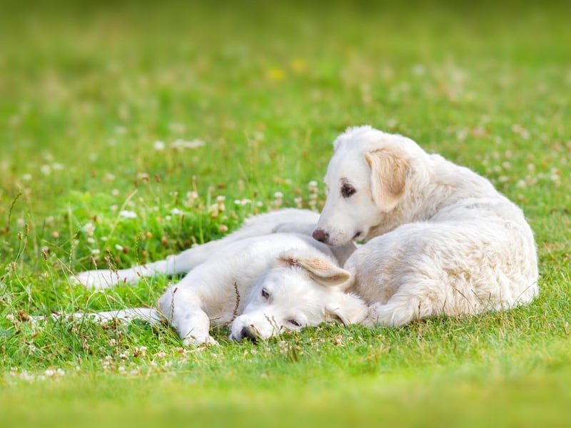 The Hungarian Kuvasz was trusted with being royal guard dogs in the past and the breed are often referred to in old Hungarian texts. There's less mention of them in the UK - with no registrations last year.
