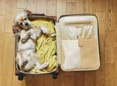 Packing your pup for a holiday? Here are a few tips to make it as stress-free as possible.