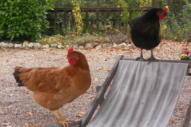 Hens Lola, front, and Victoria, are part of the menagerie