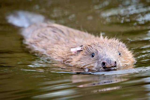 An adult Eurasian beaver swimming picture: Ben Birchall