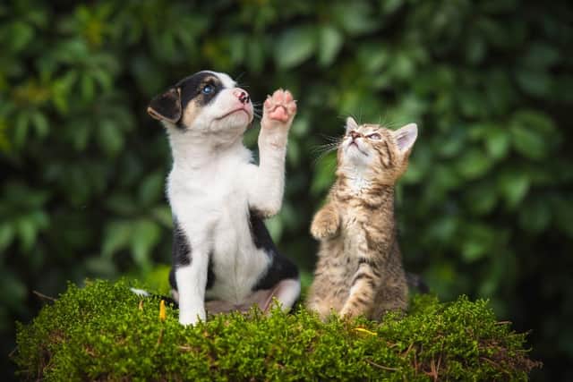 Dogs and cats can contract coronavirus (Shutterstock)