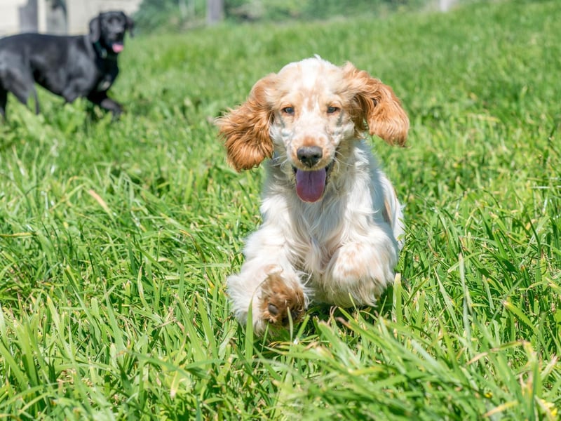 The Cocker Spaniel is known as bing a high maintenance dog - needing constant grooming, attention and bathing to stay happy and healthy. They also require a good deal of commitment to train. If you have any doubt about your ability to offer this amount of care, they are a breed best avoided.
