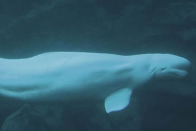 An image showing a beluga whale, similar to the one that was spotted off the coast of Shetland on Wednesday (pic: supplied)