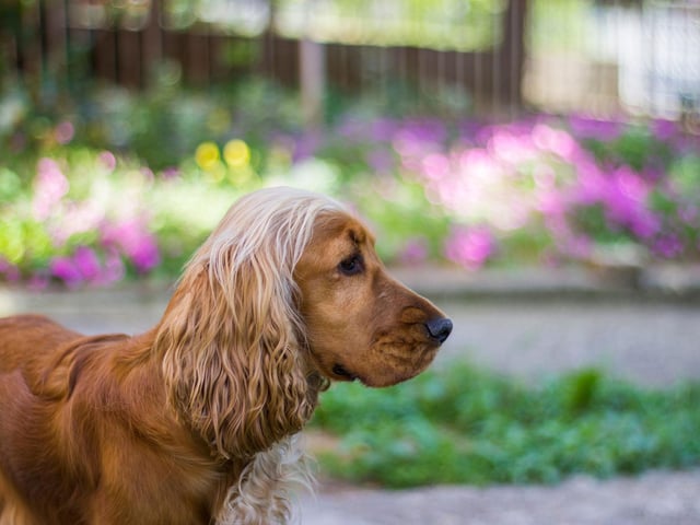 Our furry friends love a swim or a drink in hot weather. So, if you’re lucky enough to have a pond, invest in a cover to stop dogs jumping in and hurting themselves, and to keep fish safe from cats.
