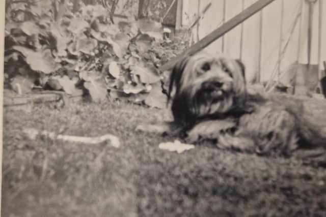 Bobby, the filmstar dog who played Greyfriars Bobby in the 1961 movie, lived for 10 years in Morningside with the Turner family with the Skye Terrier becoming a celebrity in the city and beyond.  PIC: Contributed.