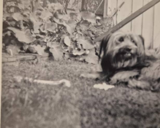 Bobby, the filmstar dog who played Greyfriars Bobby in the 1961 movie, lived for 10 years in Morningside with the Turner family with the Skye Terrier becoming a celebrity in the city and beyond.  PIC: Contributed.