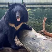 Yampil the black bear seen during his long journey from a shelled zoo in Ukraine to a new home in Scotland. Picture: SWNS