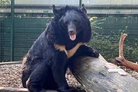 Yampil the black bear seen during his long journey from a shelled zoo in Ukraine to a new home in Scotland. Picture: SWNS