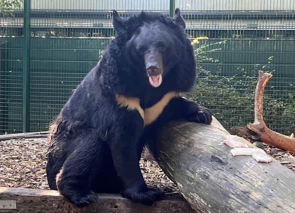 Yampil the black bear seen during his long journey from a shelled zoo in Ukraine to a new home in Scotland. Picture: SWNS