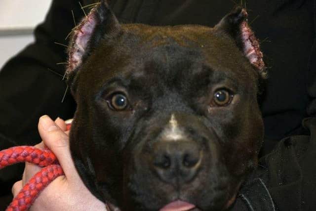 A dog which has had its ears 'clipped' - the practice of which is illegal in the UK.