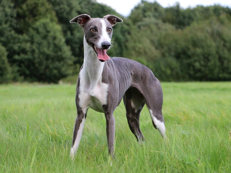 Monty is one of the more traditional names that's popular with Greyhound owners. A shortened version of Montgomery, meaning 'hill of the powerful one', it takes ninth spot.