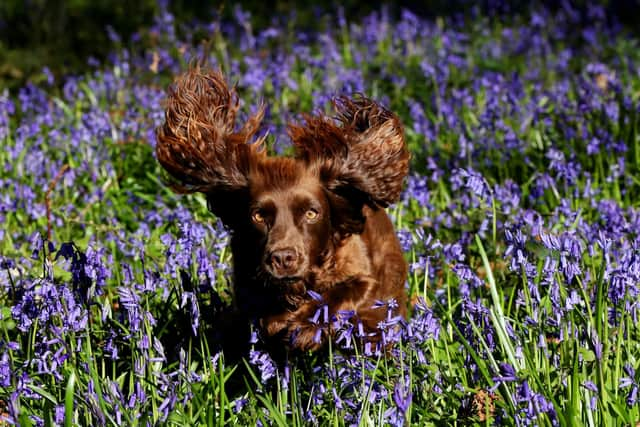 A spaniel enjoys a run about among some bluebells (Picture: Jonathan Brady/PA)