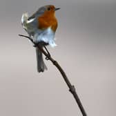 Robins get more aggressive when traffic noise is louder (Picture: Matt Cardy/Getty Images)