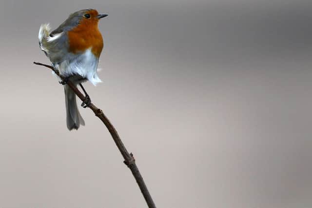 Robins get more aggressive when traffic noise is louder (Picture: Matt Cardy/Getty Images)