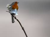 Robins get more aggressive when traffic noise is louder (Picture: Matt Cardy/Getty Images)