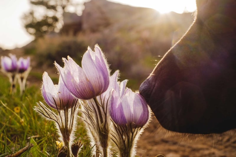 Just like humans, dogs’ eyes can become itchy and irritated from seasonal allergies. It’s important to seek advice from your vet if your dog has discharge from one or both eyes, or if they are seen rubbing them, as it can result in inflammation and secondary infection.