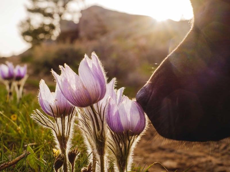 Just like humans, dogs’ eyes can become itchy and irritated from seasonal allergies. It’s important to seek advice from your vet if your dog has discharge from one or both eyes, or if they are seen rubbing them, as it can result in inflammation and secondary infection.