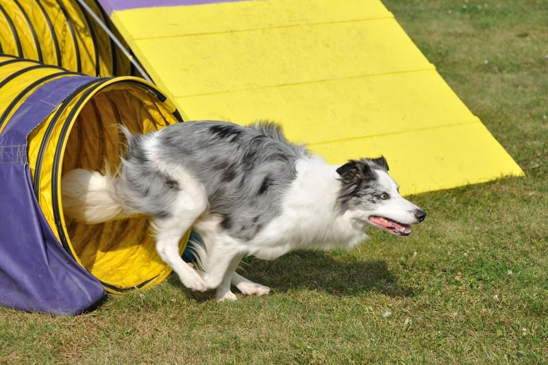 Australian Shepherds are particularly good at the growing sport of flyball - where dogs race over a line of hurdles to collect a ball before running back to their owners. It's another intelligent herding breed that has no problem coping with complex commands.