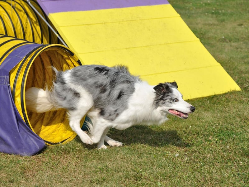 Australian Shepherds are particularly good at the growing sport of flyball - where dogs race over a line of hurdles to collect a ball before running back to their owners. It's another intelligent herding breed that has no problem coping with complex commands.
