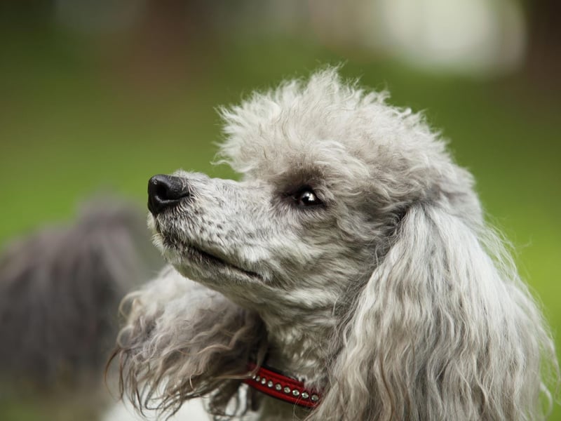 They may sometimes look high-maintenance, but Poodles are very eager to please and keen to learn.