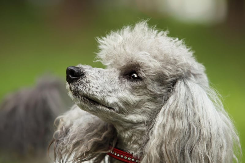 They may sometimes look high-maintenance, but Poodles are very eager to please and keen to learn.