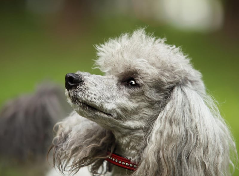 They may sometimes look high-maintenance, but Poodles are very eager to please and keen to learn.