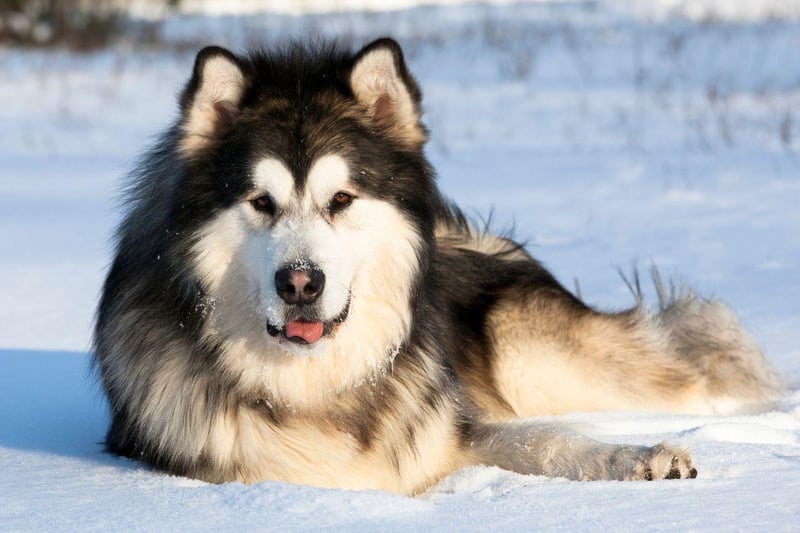 In 2010 Alaska adopted the Alaskan Malmute as its state dog. The breed has lived in the vast state for hundreds of years, bred as working dogs by the Malimiut Inupiaq people of the state's Norton Sound region.