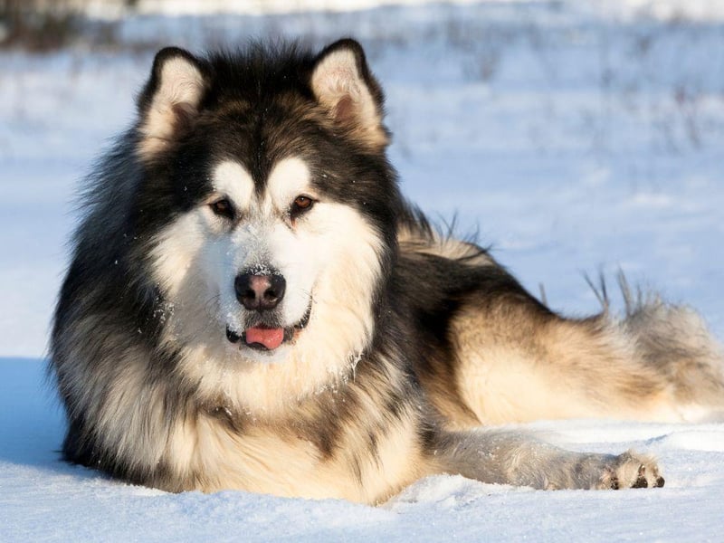 In 2010 Alaska adopted the Alaskan Malmute as its state dog. The breed has lived in the vast state for hundreds of years, bred as working dogs by the Malimiut Inupiaq people of the state's Norton Sound region.