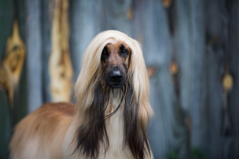 The Afghan Hound is one of the world's oldest breeds of dog - and also one of the most elegant. This is a dog that was bred to hunt though, and they are highly selective when it comes to who they offer affection to. Generally aloof, they will be completely disinterested in strangers and tend to create a bond with a single person who they will deign to tolerate.