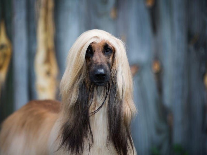 The Afghan Hound is one of the world's oldest breeds of dog - and also one of the most elegant. This is a dog that was bred to hunt though, and they are highly selective when it comes to who they offer affection to. Generally aloof, they will be completely disinterested in strangers and tend to create a bond with a single person who they will deign to tolerate.