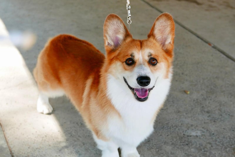 Famously the favourite dog of Queen Elizabeth II, the Pembroke Welsh Corgi is perfect for active seniors as they need several short walks a day. Otherwise they are simple to groom, are desperate to please and are very protective of their owners.