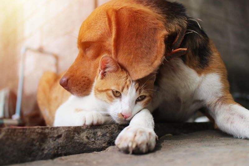 Bred to hunt in groups, Beagles have a natural affinity to being in a gang of animals. Traditionally that may have been other dogs, they are just as likely to see a cat as being another member of the pack.