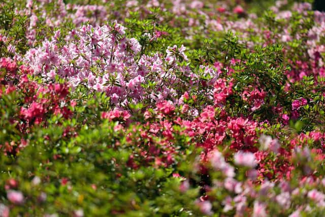 A general view of azaleas during a practice round prior to the 2024 Masters at Augusta National Golf Club. Picture: Andrew Redington/Getty Images.