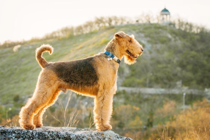 Known at the 'King of Terriers' as it is the largest breed of terrier, the Airedale Terrier was first bred in the valley around the River Aire, in the West Riding of Yorkshire. It was originally used as a farm and hunting dog.