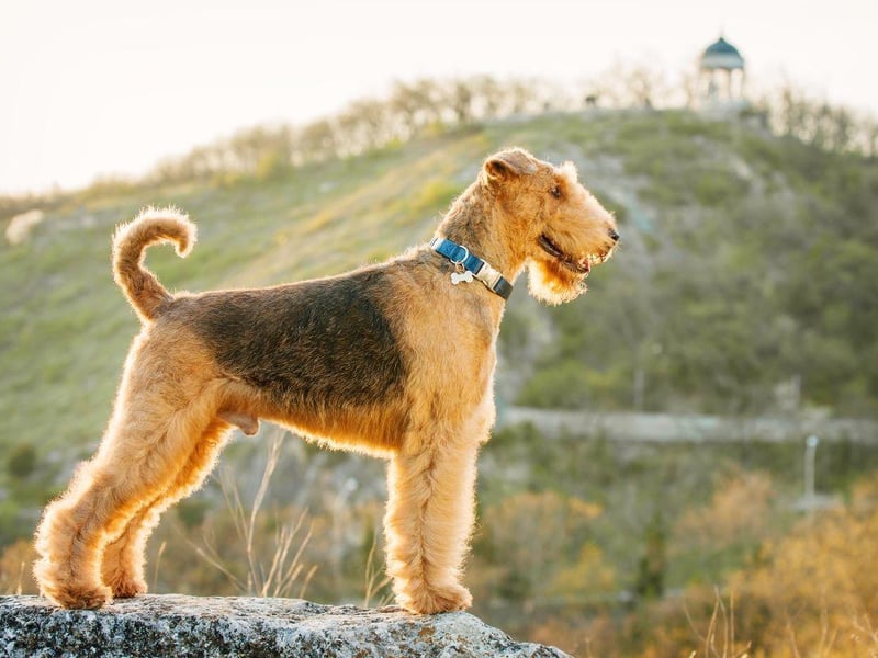 Known at the 'King of Terriers' as it is the largest breed of terrier, the Airedale Terrier was first bred in the valley around the River Aire, in the West Riding of Yorkshire. It was originally used as a farm and hunting dog.